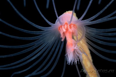 Фото Фотографии необычных водных обитателей (photo#75159)