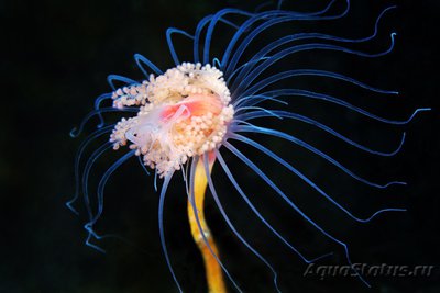 Фото Фотографии необычных водных обитателей (photo#75160)