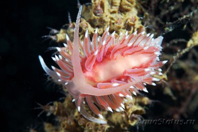 Фото Фотографии необычных водных обитателей (photo#75161)