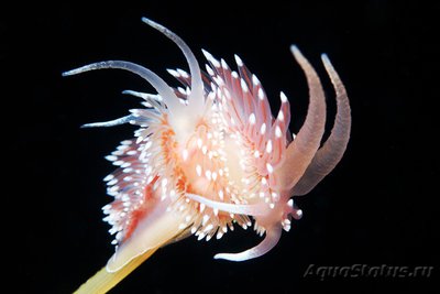 Фото Фотографии необычных водных обитателей (photo#75162)