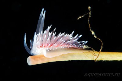 Фото Фотографии необычных водных обитателей (photo#75163)