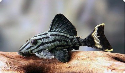 Фото Фотографии необычных водных обитателей (photo#75291)