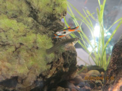 Фото Гуппи Эндлера Poecilia wingei  (photo#75316)