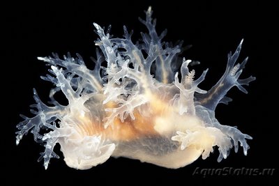 Фото Фотографии необычных водных обитателей (photo#75365)