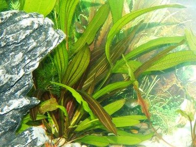 Опознание аквариумных растений