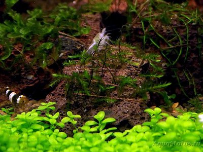 Фото Мох Вуди Climacium sp. - Woody moss  (photo#75717)