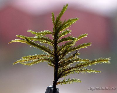 Фото Мох Вуди Climacium sp. - Woody moss  (photo#75718)