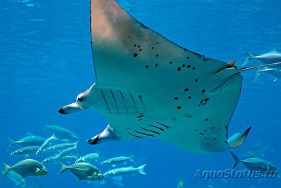 Фотографии необычных водных обитателей