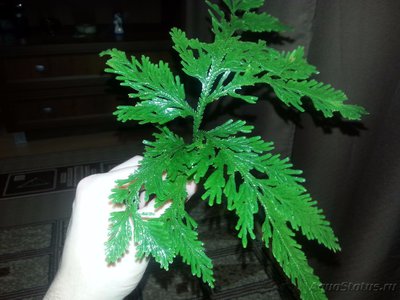 Опознание аквариумных растений