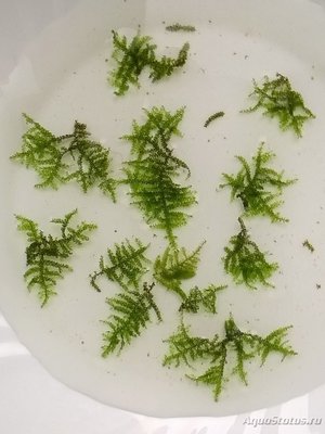Опознание аквариумных растений