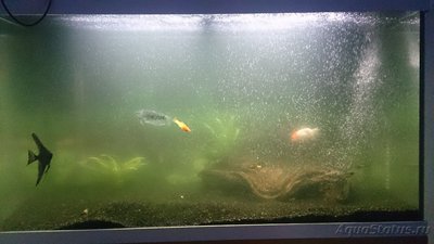 Мутная вода в аквариуме, муть в аквариуме