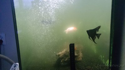 Мутная вода в аквариуме, муть в аквариуме