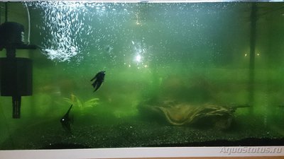 Мутная вода в аквариуме, муть в аквариуме