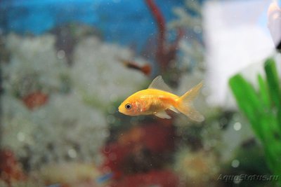 Фото Странное пятно - что это? (photo#77400)