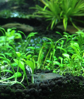 Фото Мой аквариум Moss 110 литров Рома Beat  (photo#77877)