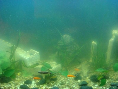 Цветение воды, зеленая вода, позеленела аквариум