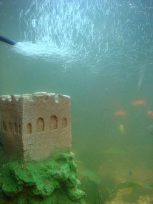 Цветение воды, зеленая вода, позеленела аквариум