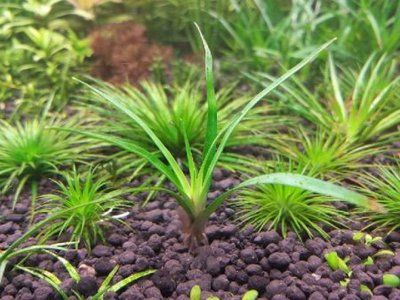 Эриокаулон Вьетнам (Eriocaulon Vietnam)