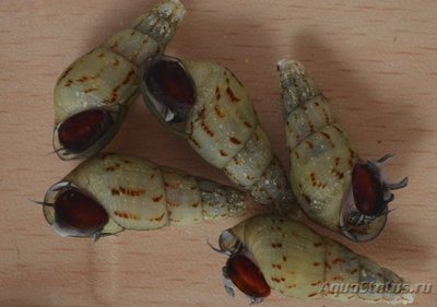 Фото Улитка Мелания Melanoides tuberculata и granifera  (photo#78495)