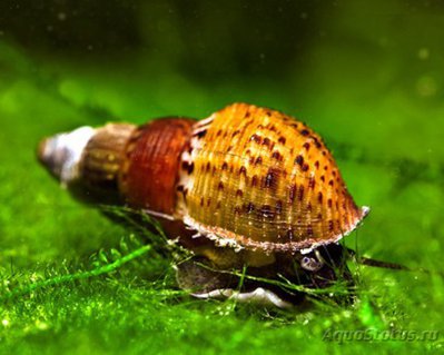 Фото Улитка Мелания Melanoides tuberculata и granifera  (photo#78497)