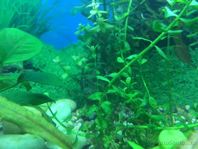 Аквариум на 120 литров (Heellfish) 