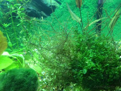 Аквариум на 120 литров (Heellfish) 
