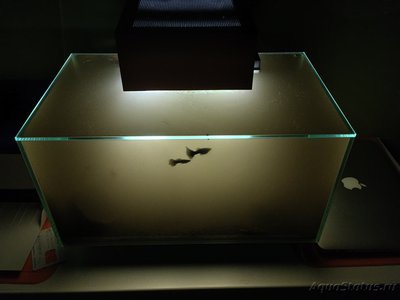 Аквариум FLuval edge 23 литра (zeus1981)