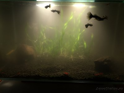 Аквариум FLuval edge 23 литра (zeus1981)