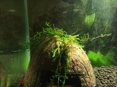 Аквариум FLuval edge 23 литра (zeus1981)
