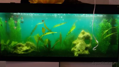 Вода не очищается после запуска аквариума.