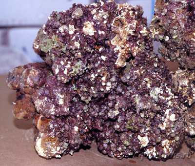 Фото Живые камни live rocks  (photo#79855)