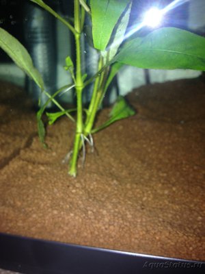 Номафила таиландская (Nomaphila thailand)