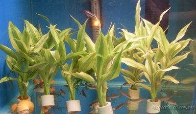 Фото Растения продающиеся под видом аквариумных (photo#80236)