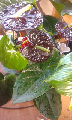 Фото Растения продающиеся под видом аквариумных (photo#80239)