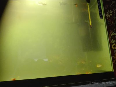Проблема с водой,что делать?