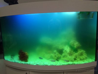 Фото Вода в аквариуме зеленая - способы борьбы с цветением воды (photo#80435)