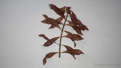 Опознание аквариумных растений