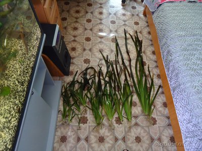 Фото Губка для аквариумного фильтра (photo#80554)