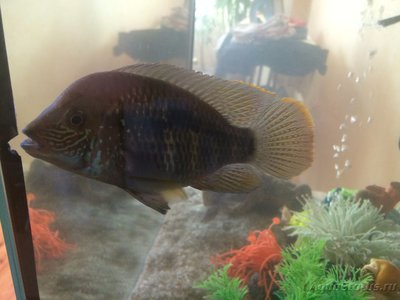 Фото Акара бирюзовая Aequidens rivulatus, Chromis rivulata (photo#80679)