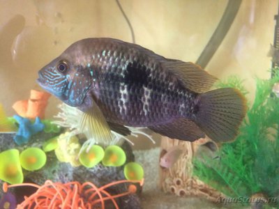 Фото Акара бирюзовая Aequidens rivulatus, Chromis rivulata (photo#80681)