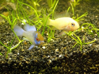 Фото Грунт для аквариума Europet bernina black (photo#8082)