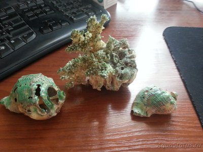 Зелёно-голубой налёт на раковинах и кораллах.