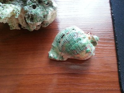 Зелёно-голубой налёт на раковинах и кораллах.