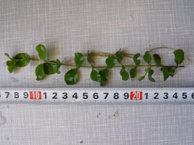 Опознание аквариумных растений