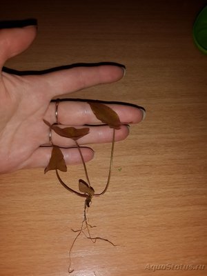 Опознание аквариумных растений