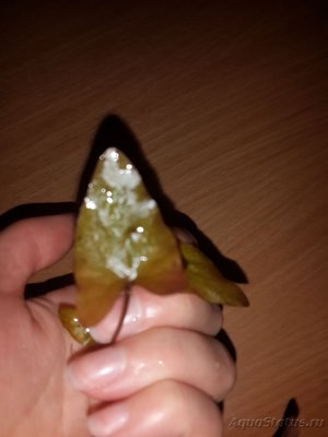 Опознание аквариумных растений
