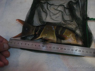 Мой аквариум "Боцарий" 280 литров (bosmat )
