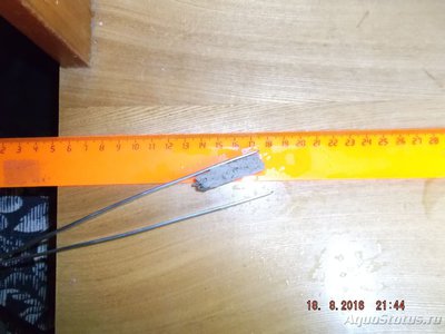 Проблемы с криптокориной