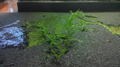 Хемиантус микрантемоидес (Hemianthus micranthemoides)