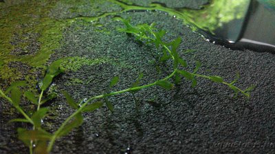 Хемиантус микрантемоидес (Hemianthus micranthemoides)